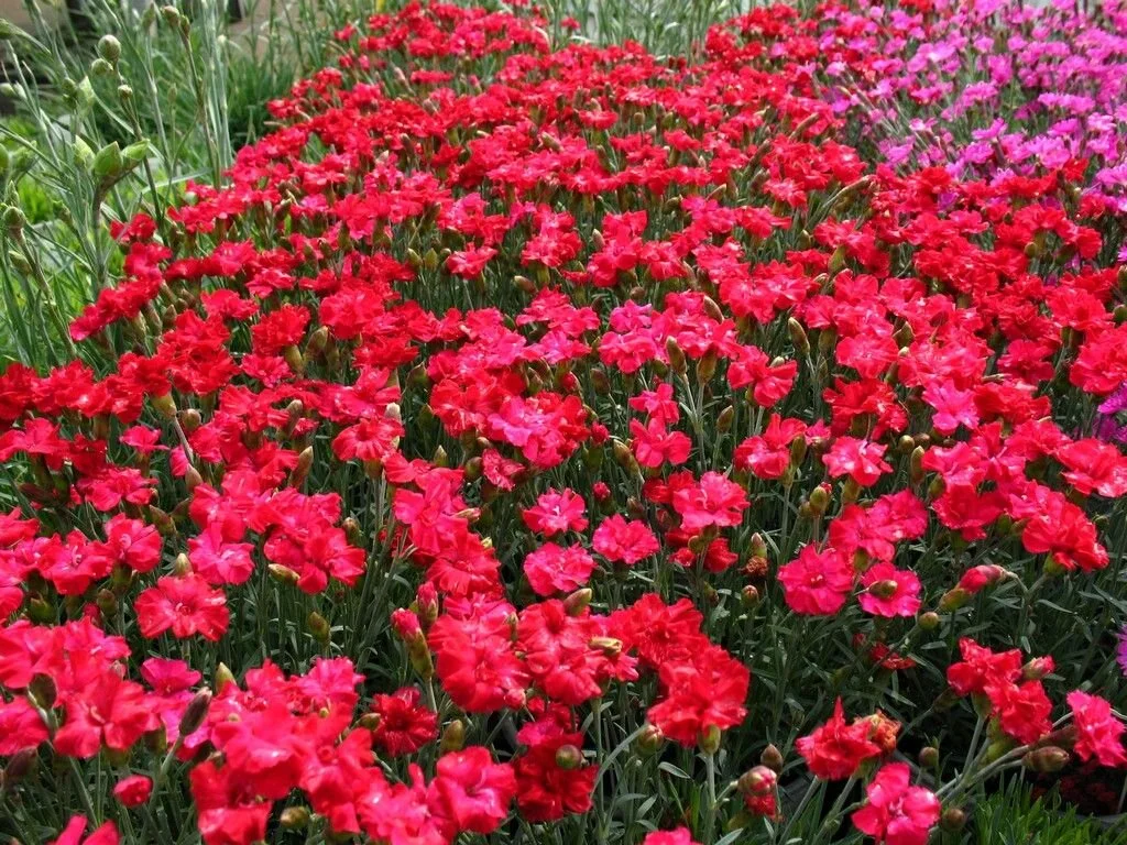 Dianth. frosty fire.jpg