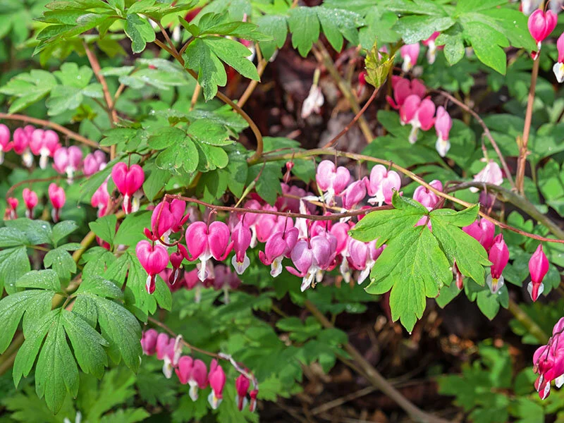 -Dicentra.jpg