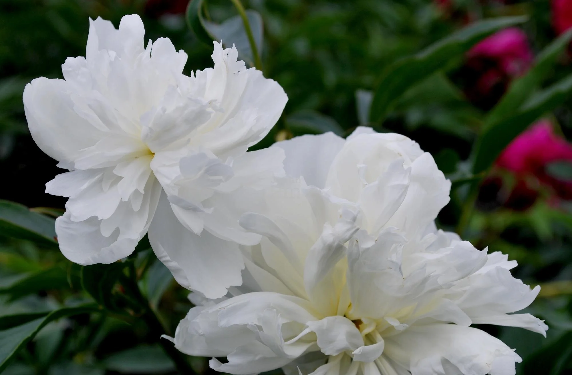 pivoine duchesse.jpg