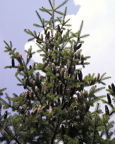 Abies_balsamea.jpg