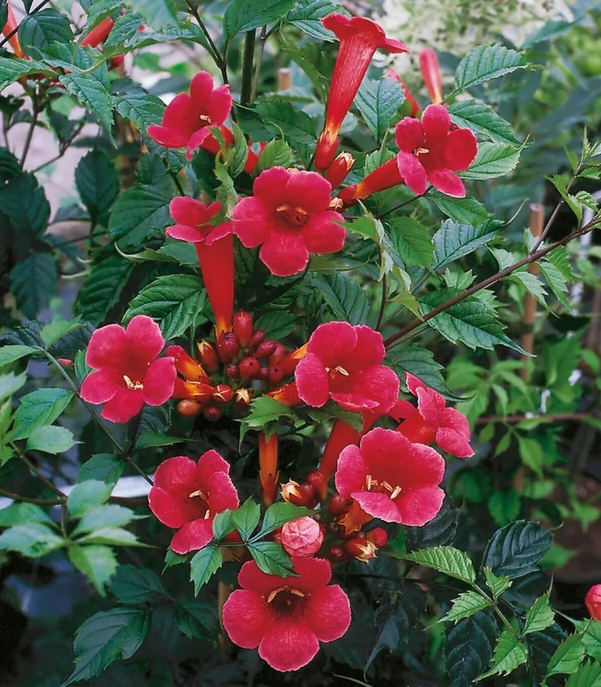 campsis-radicans-flamenco.jpg