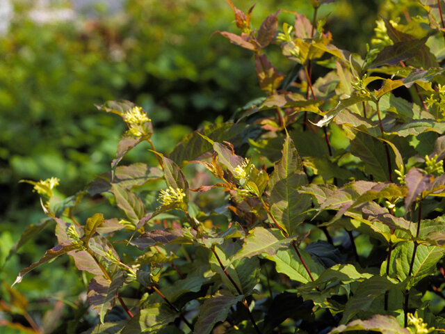 Diervillé Chèvrefeuille