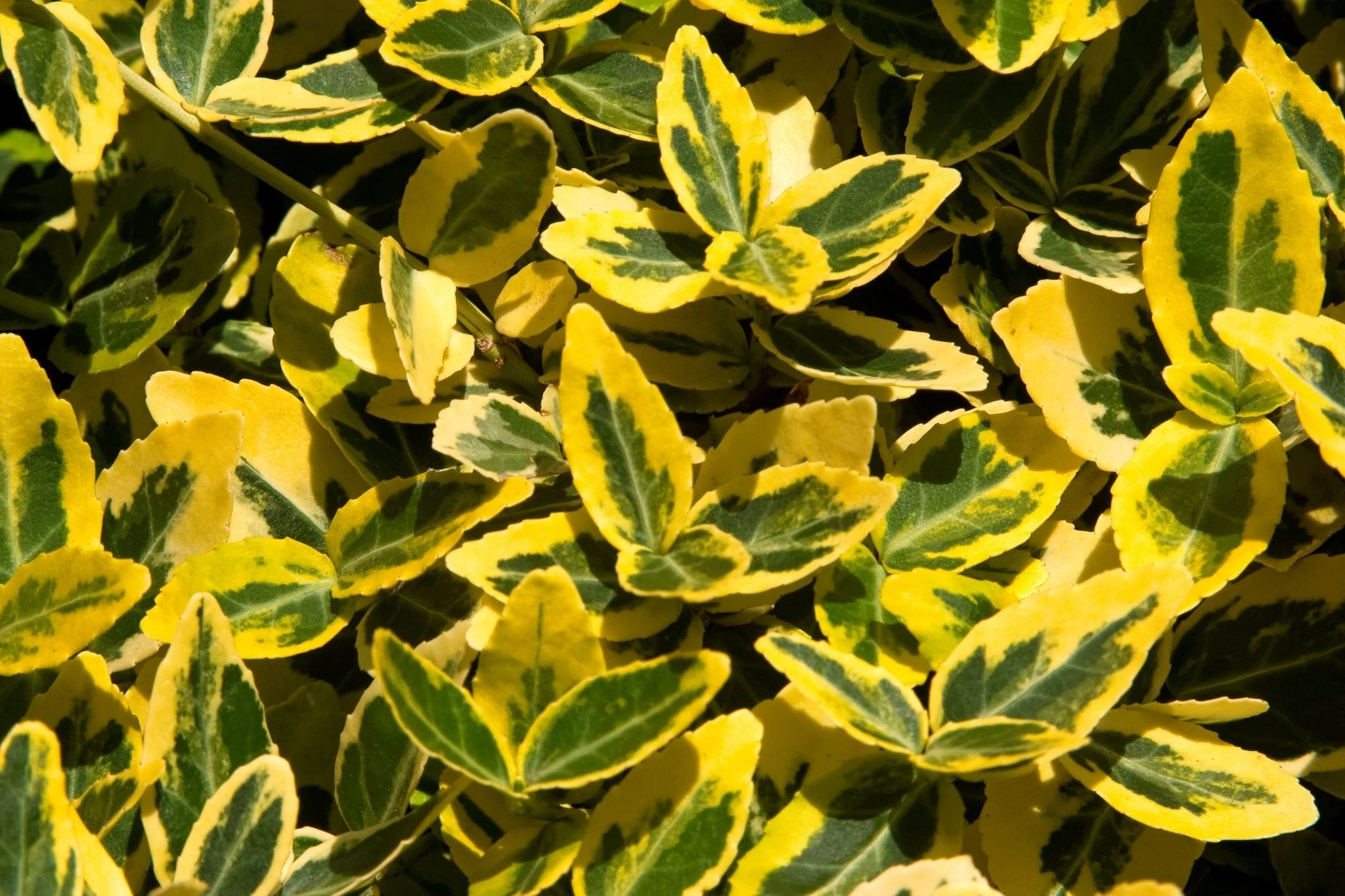 Euonymusfortunei_Emeraldn_Gold.jpg
