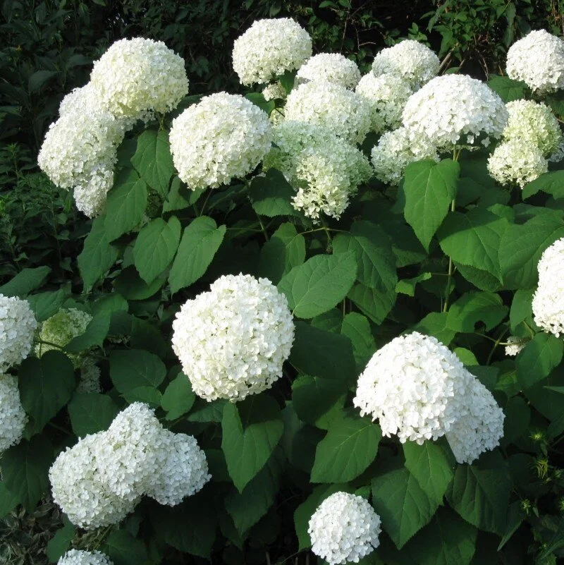 hydrangea-arborescens-Annabelle1.jpg