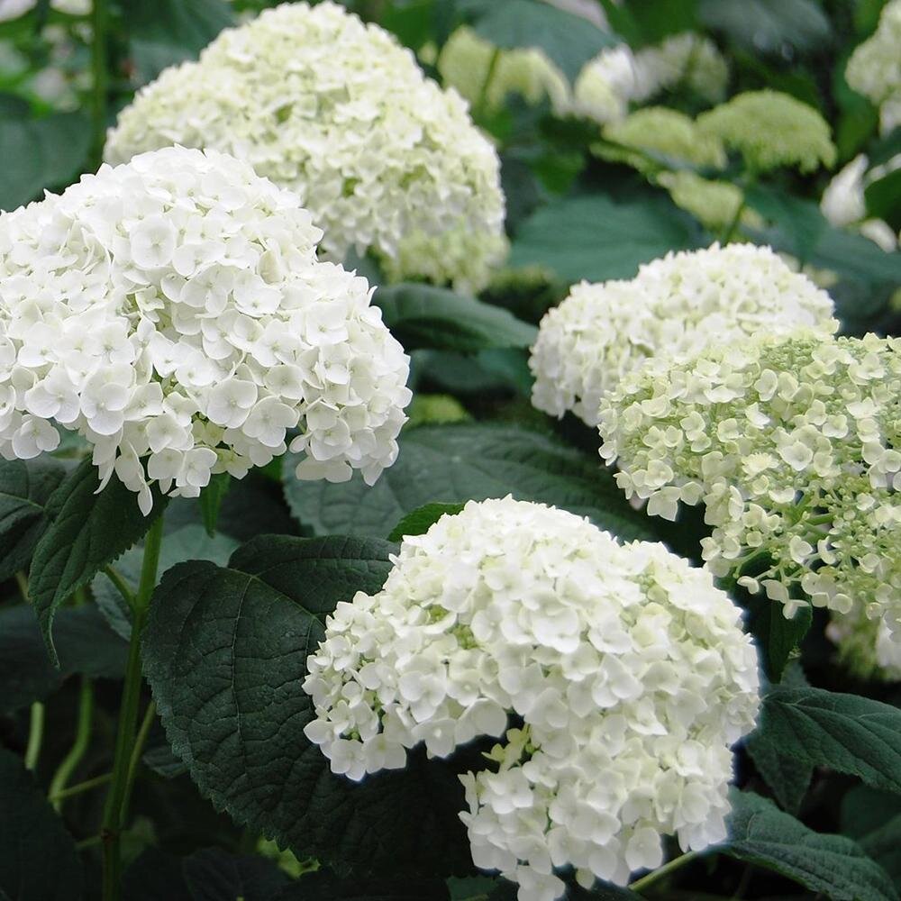 hydrangea_incrediball.jpg