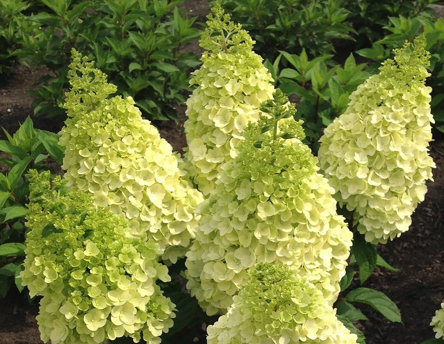 hydrangea-pan-ll-moonrock (2).jpg