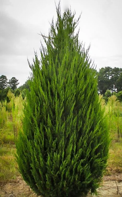 Juniper_Spartan (2).jpg