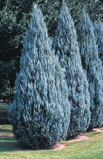 Genévrier Moffat Blue