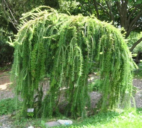 Larix-decidua-Pendula (2).jpg