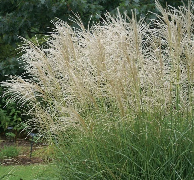 Miscanthus_Graziella (4).jpg