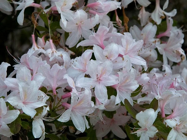 Rhododendron-White-Lights.jpg