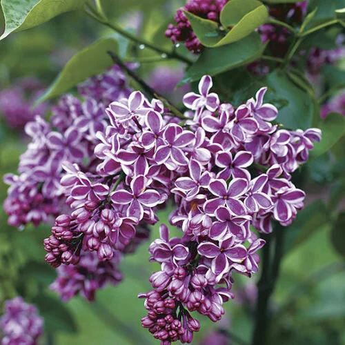 Lilas Français Sensation