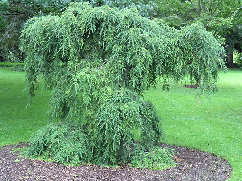 Tsuga-canadensis-Pendula.jpg