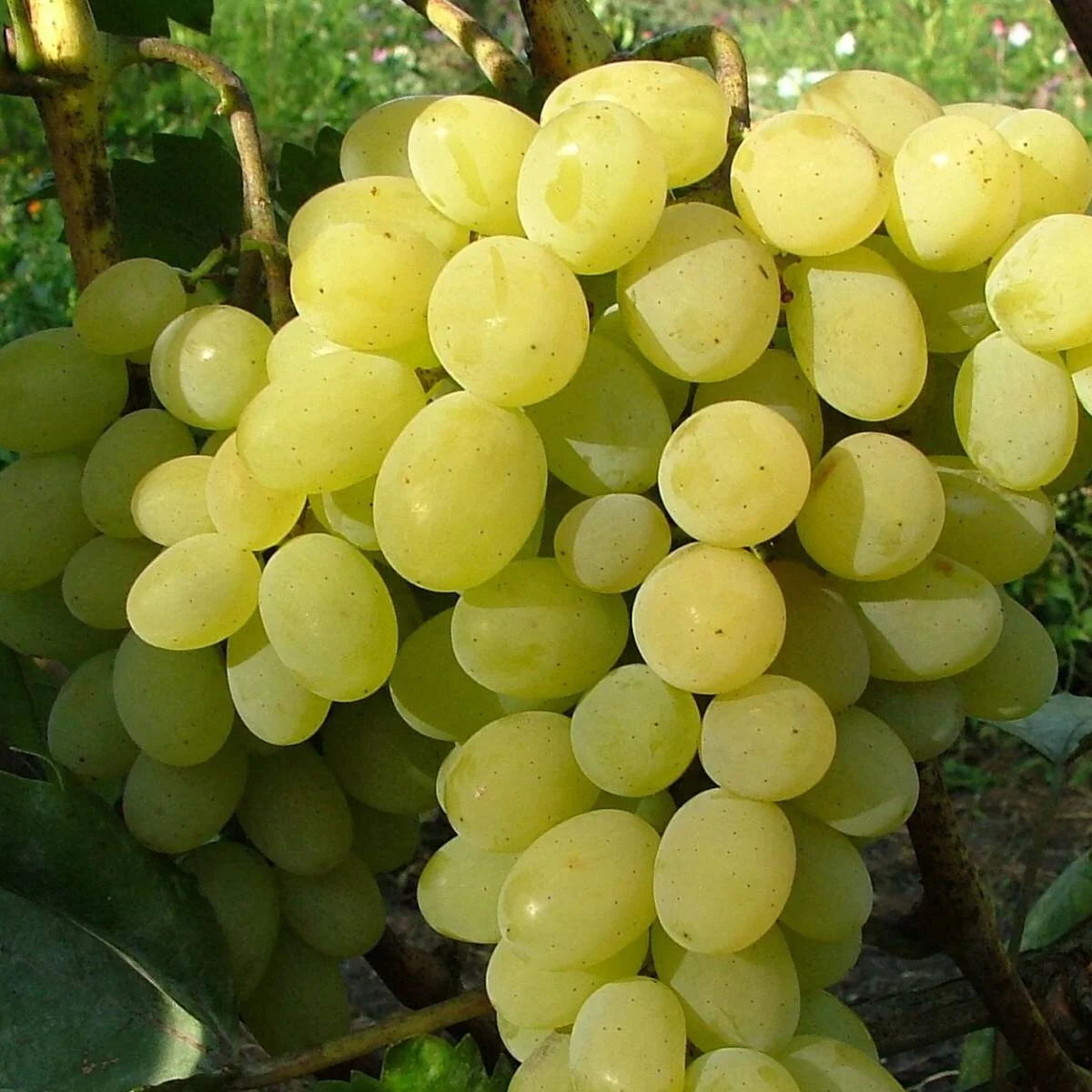 vigne-muscat.jpg
