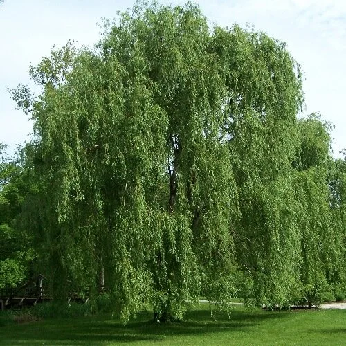 Salix_alba.jpg