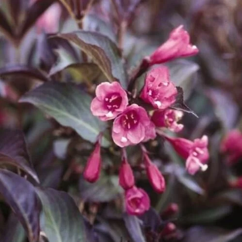 Weigela-purpurea.jpg