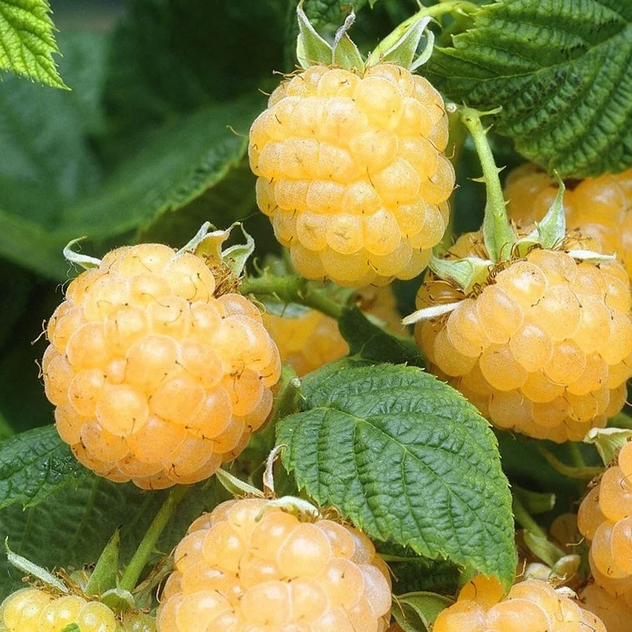 framboisier kiwi g.jpeg