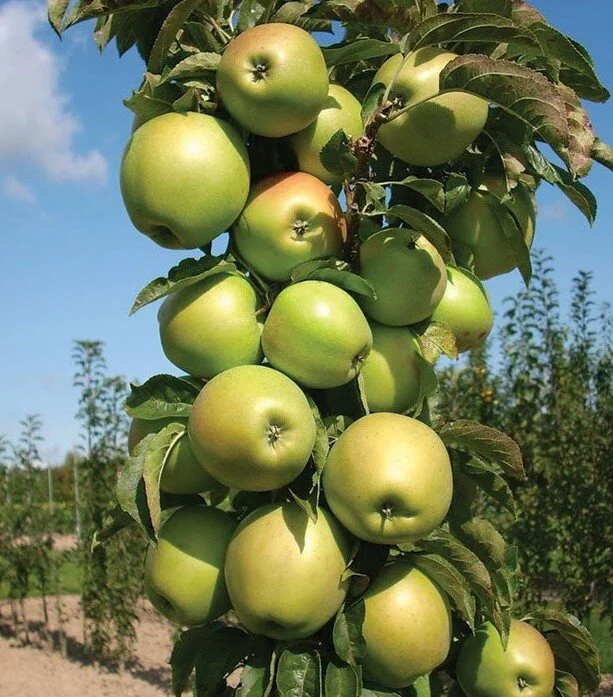 blushing-delight-urban (2).jpg