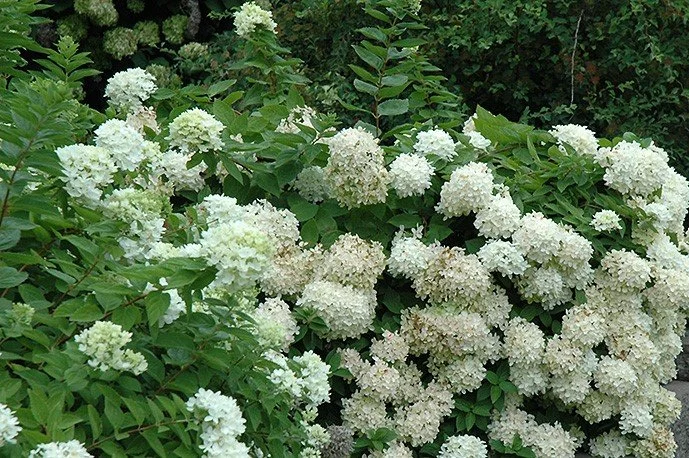 hyd grandiflo (2).jpg