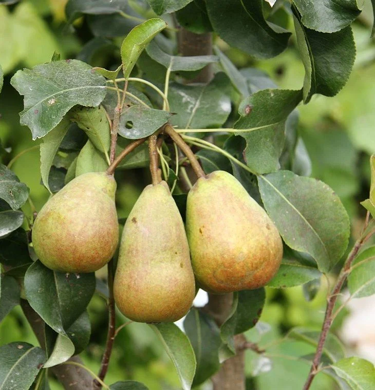 poirier john (2).jpg