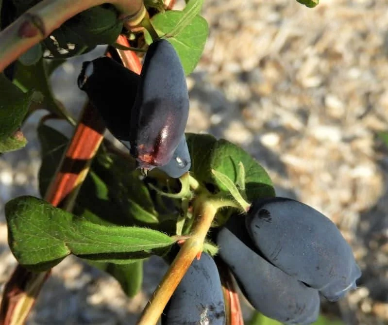 camerisier polar (2).jpg