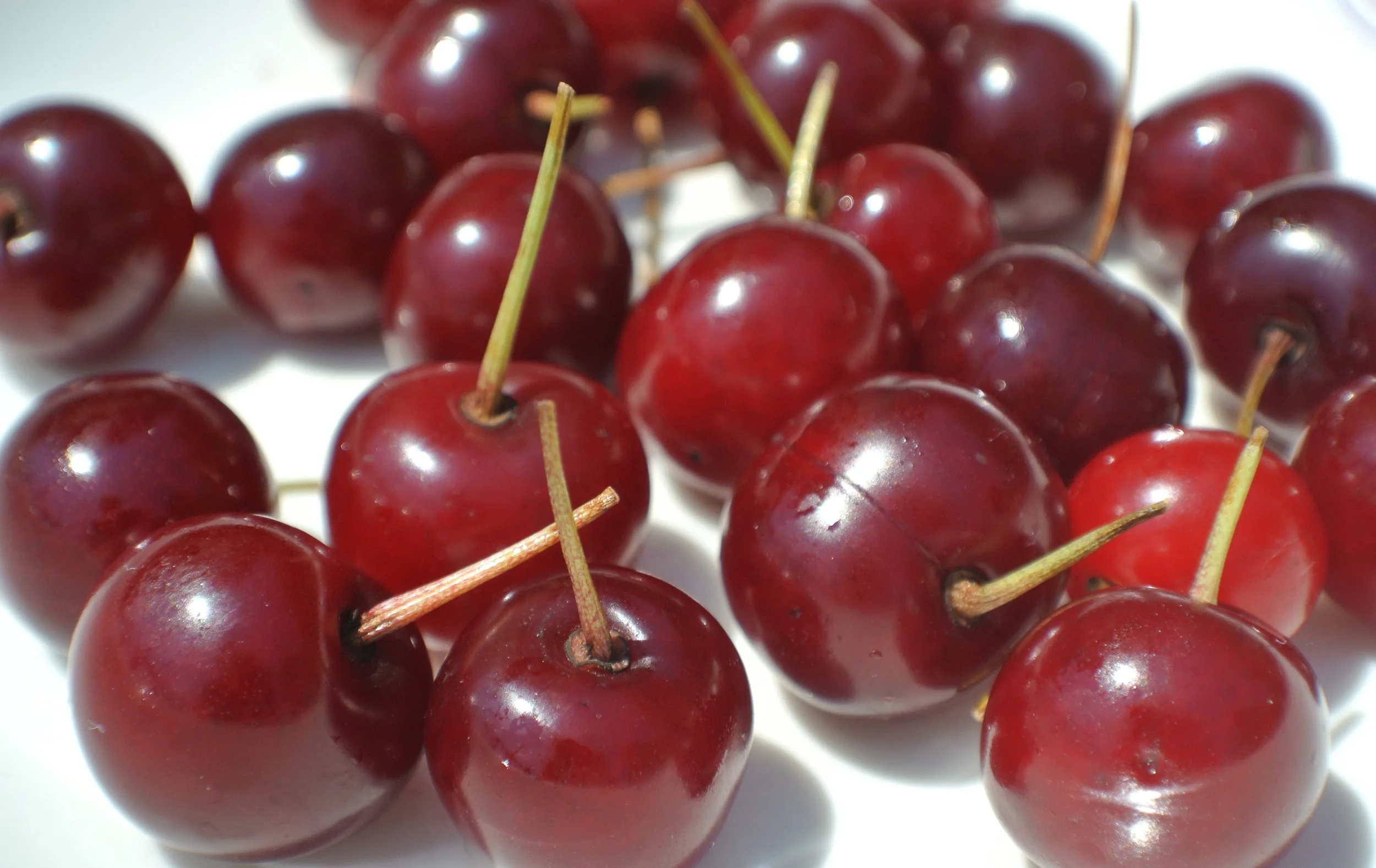 cerisier-Roméo (2).jpg