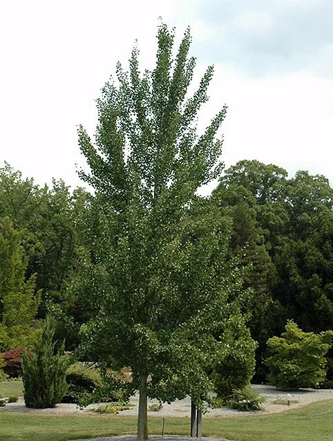 magyar-ginkgo (2).jpg
