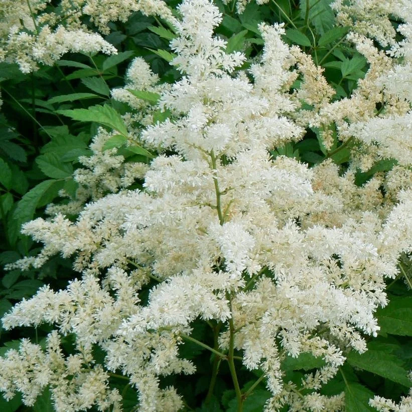 astilbe bridal.jpg