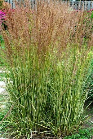 Calamagrostis-Eldorado.jpg