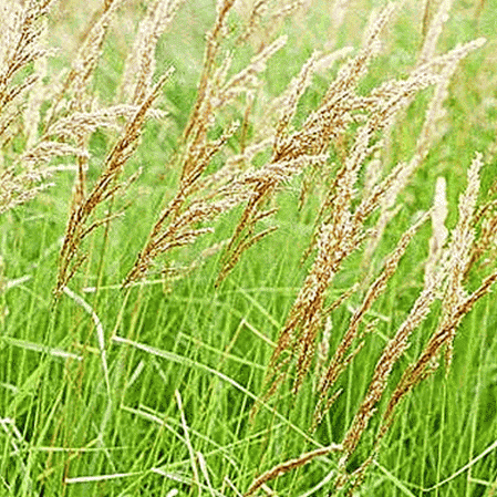 Calamagrostis-canadensis.gif