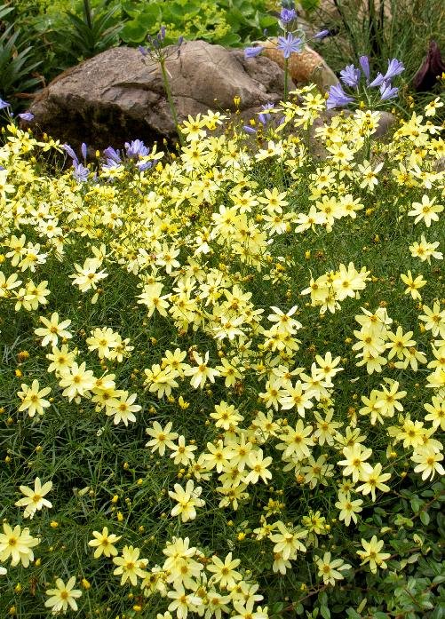 coreopsis.jpeg