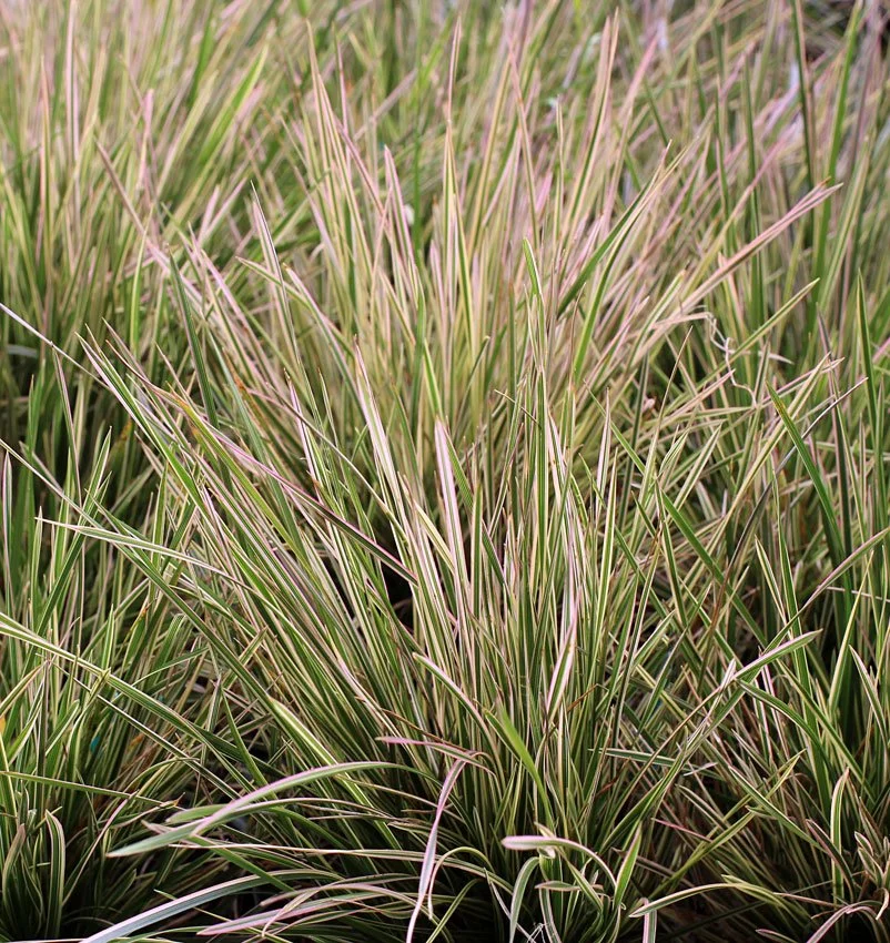 deschampsia_caespitosa.jpg