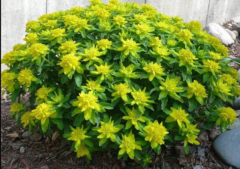 Euphorbia-polychroma (2).jpg