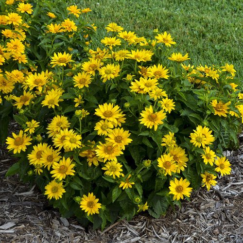 heliopsis summer s.jpg
