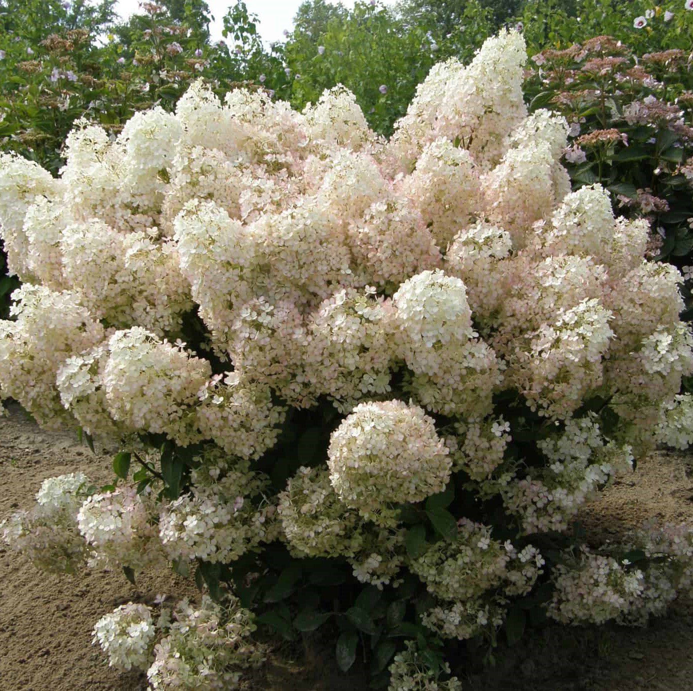 hydrangea-bobo (2).jpg