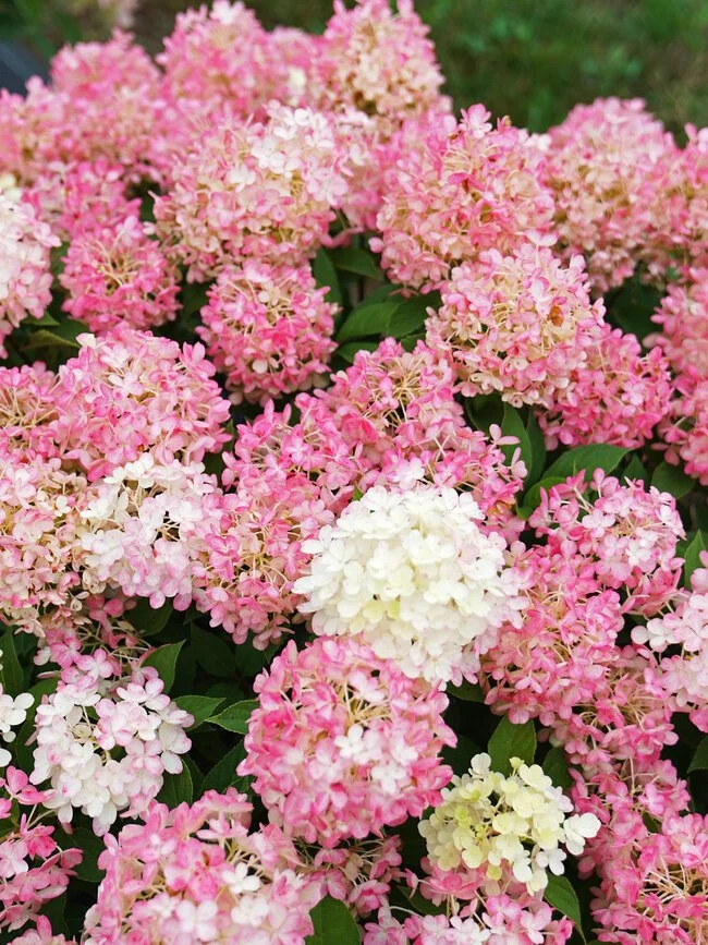 Hydrangée paniculée Fire Light Tidbit — Les Jardineries StAmbroise