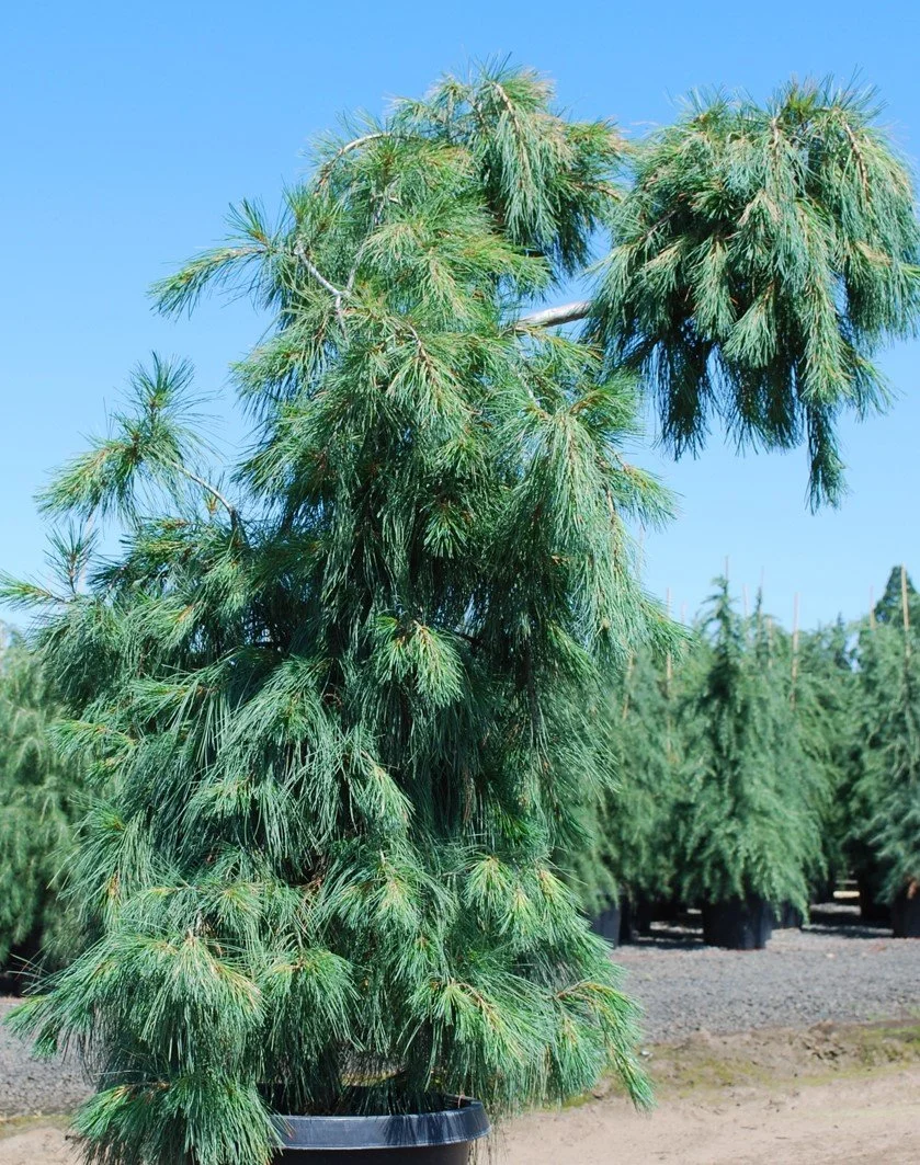 Pinus-strobus (2).jpg