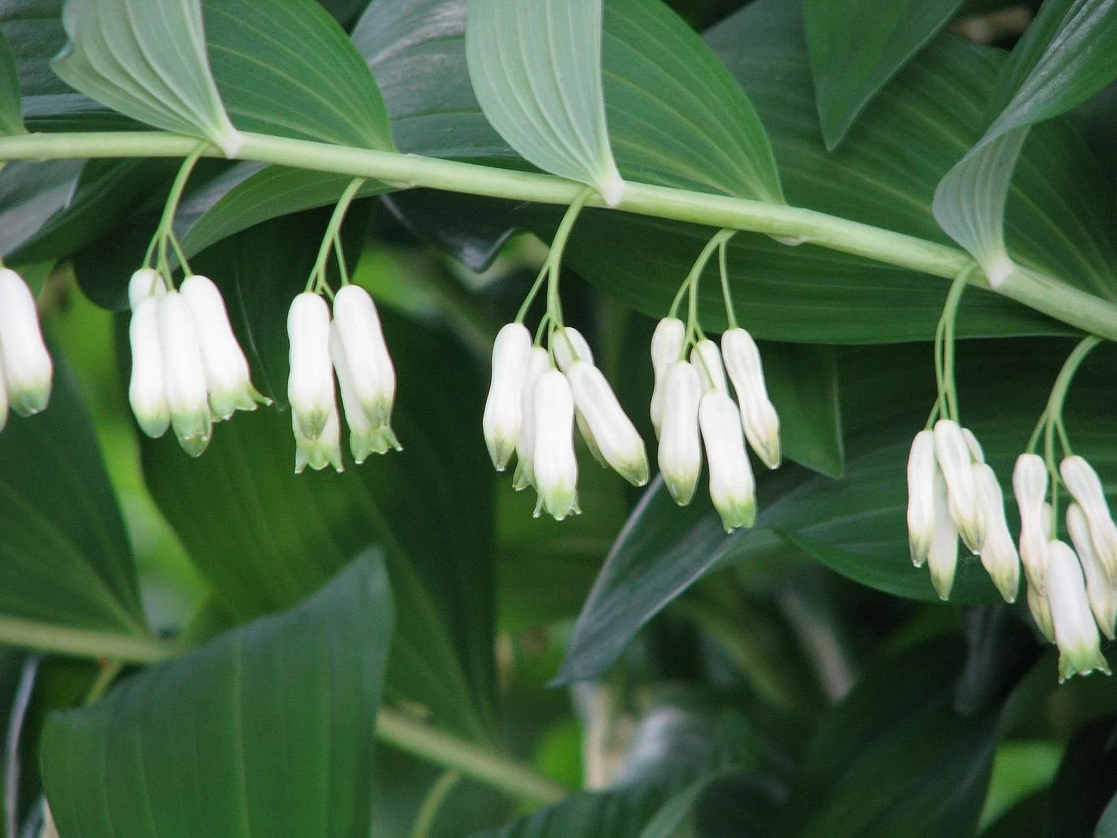 Polygonatum.jpg