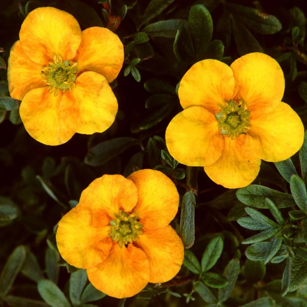 Potentilla Mango Tango.jpg