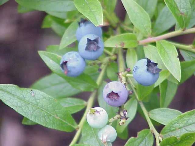Vaccinium_angustifolium.jpg