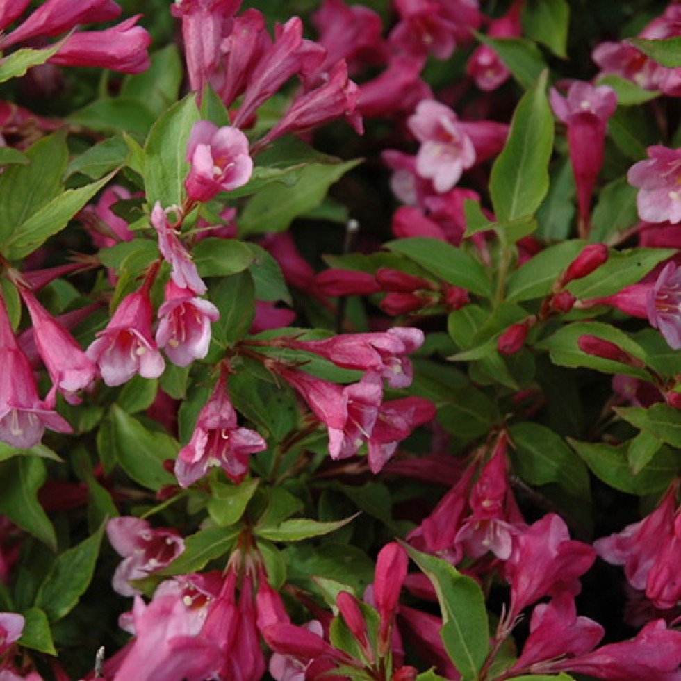 Weigela florida Minuet.jpg