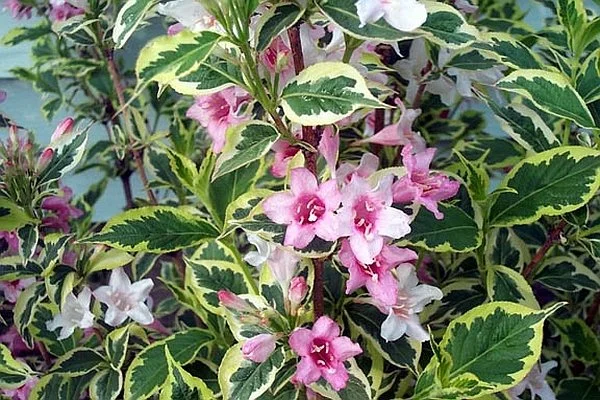 Weigela-florida-Suzanne.jpg