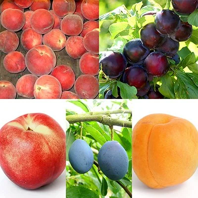 Assortiment 5 en 1 "Fruit Salad"