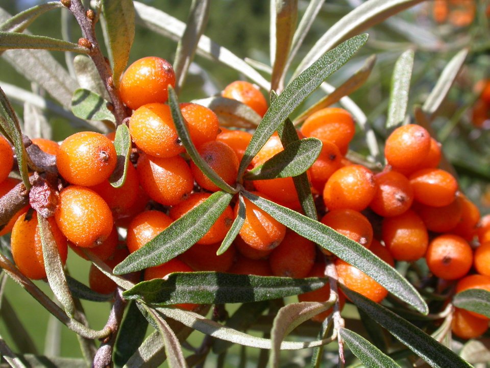 Argousier faux-nerprun