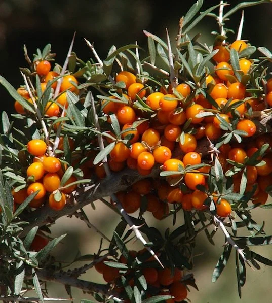 hippophae-chuy.jpg