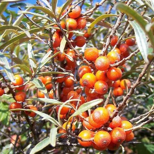 Argousier femelle Hergo