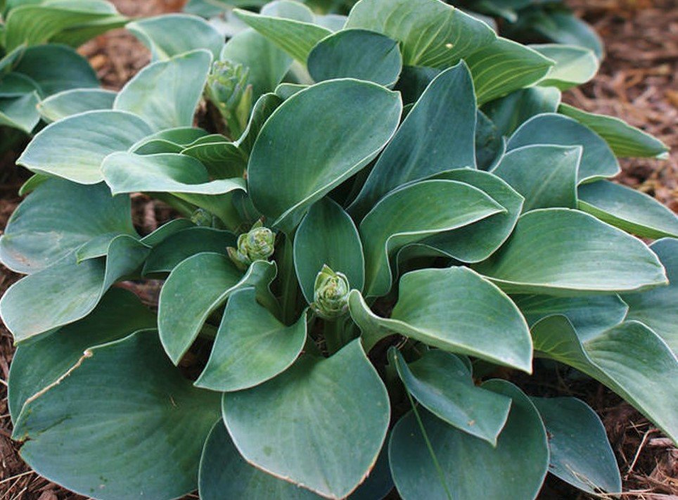 Hosta Blue Mouse Ears