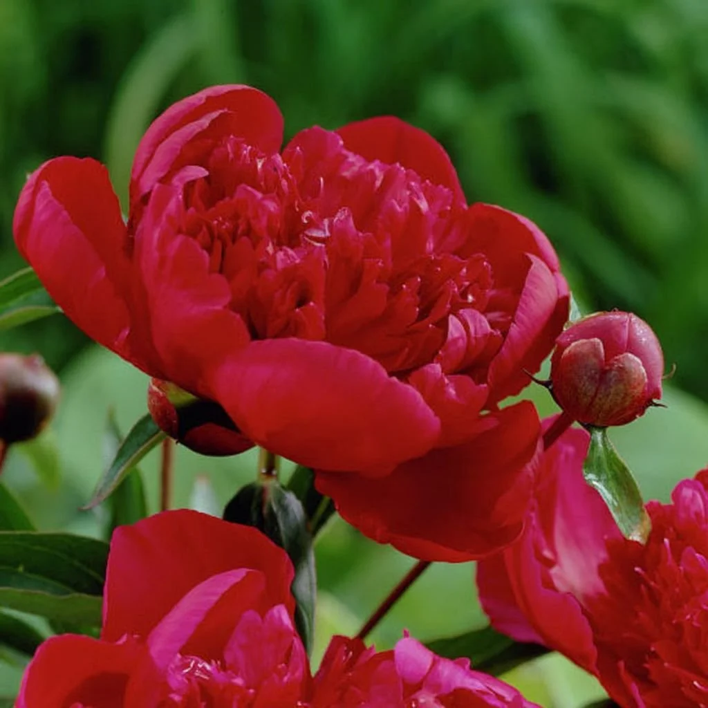 Pivoine Inspecteur Lavergne