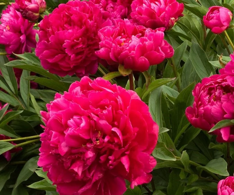 Pivoine Karl Rosenfield