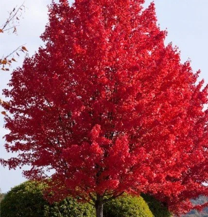 Érable de Freeman Autumn Blaze